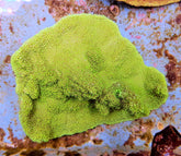 Montipora spp. (Premium)