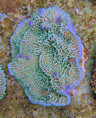Montipora spp. (Premium)