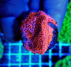 Montipora spp. (Premium) (frag)