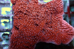 Montipora spp. (Snow Cap)