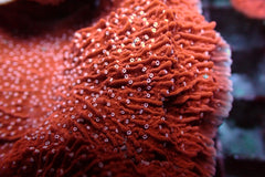 Montipora spp. (Snow Cap)