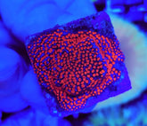 Montipora spp. (Superman) (frag)