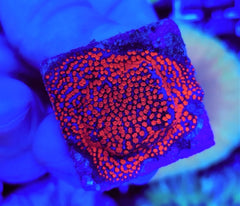 Montipora spp. (Superman) (frag)