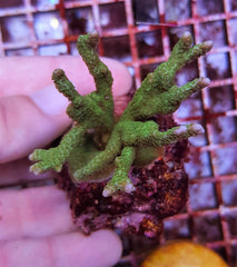 Montipora stellata
