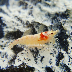 Caridina sp. Mosura shrimp