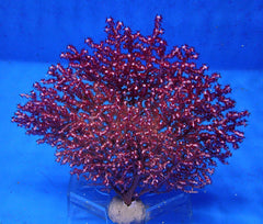 Gorgonia spp. (Colored)