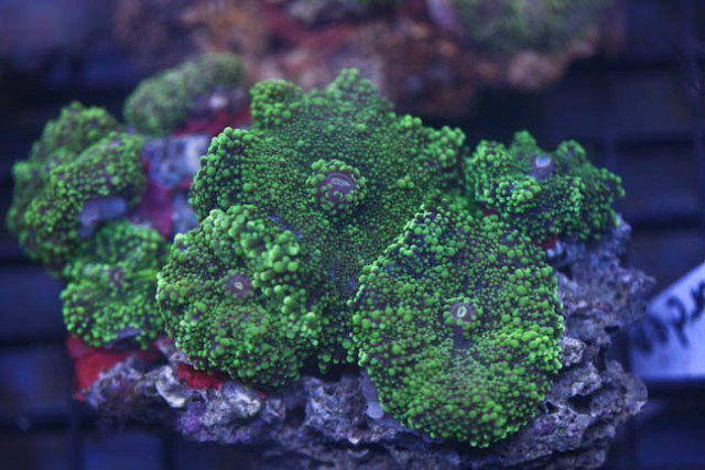 Ricordea yuma (Green) (per ear)