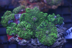 Ricordea yuma (Green) (per ear)