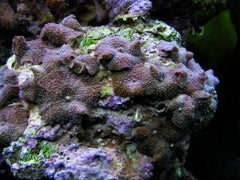 Discosoma punctatus (Spotted) (per ear)