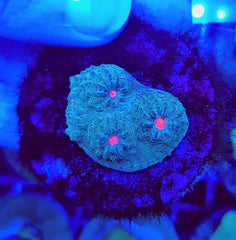 Mycedium spp. (Green) (frag)