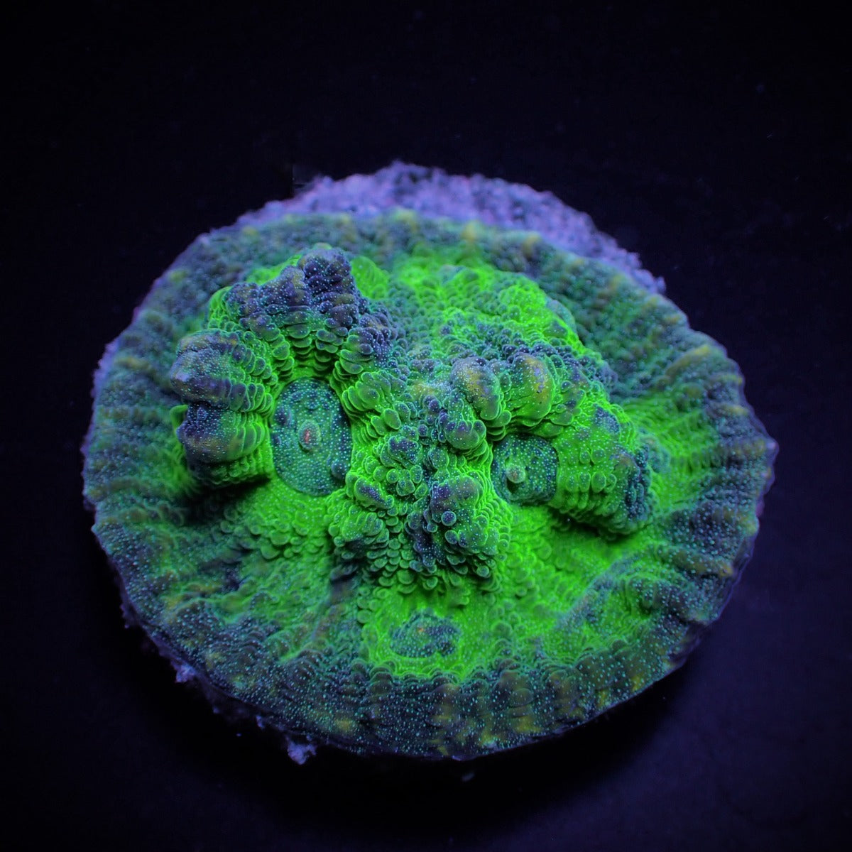Mycedium spp. (Green) (frag)