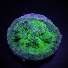 Mycedium spp. (Green) (frag)
