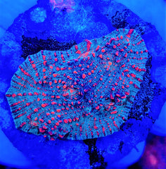 Mycedium spp. (Premium) (frag)