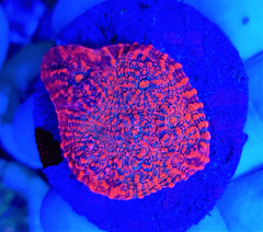 Mycedium spp. (Premium) (frag)