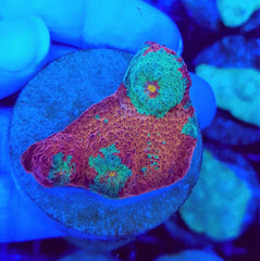 Mycedium spp. (Premium) (frag)