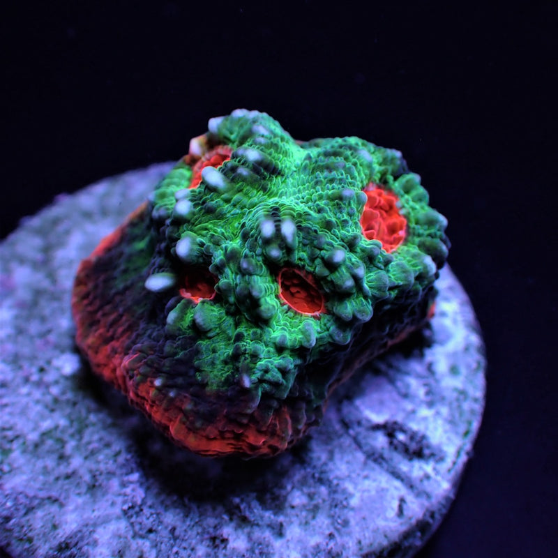 Mycedium spp. (Premium) (frag)