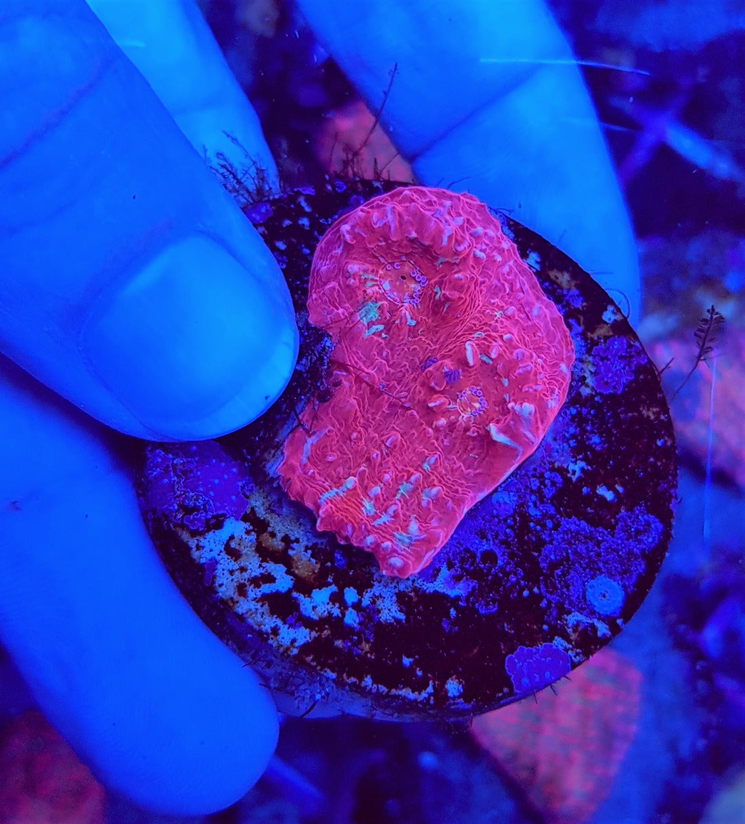 Mycedium spp. (Red) (frag)