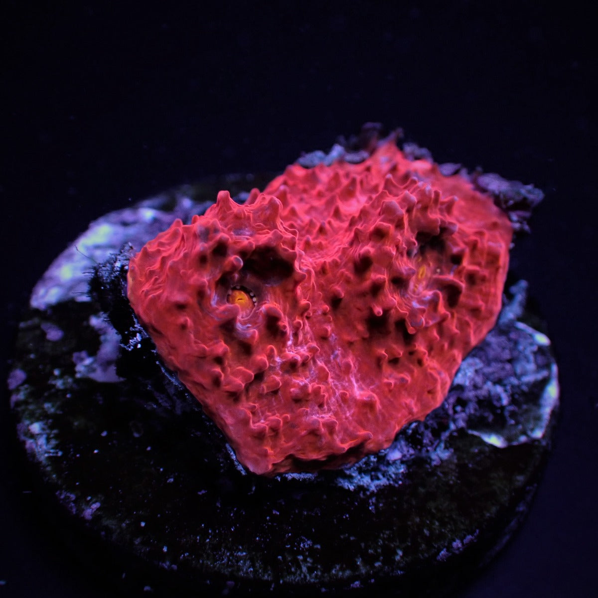 Mycedium spp. (Red) (frag)