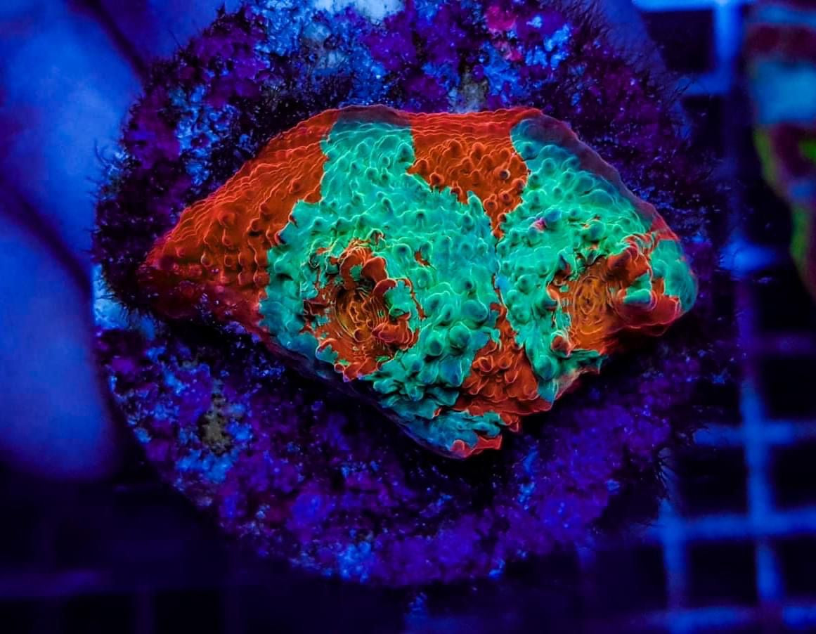 Mycedium spp. (Ultra) (frag)