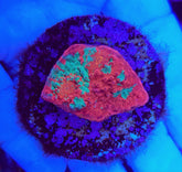 Mycedium spp. (Ultra) (frag)