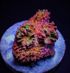 Mycedium spp. (Ultra) (frag)