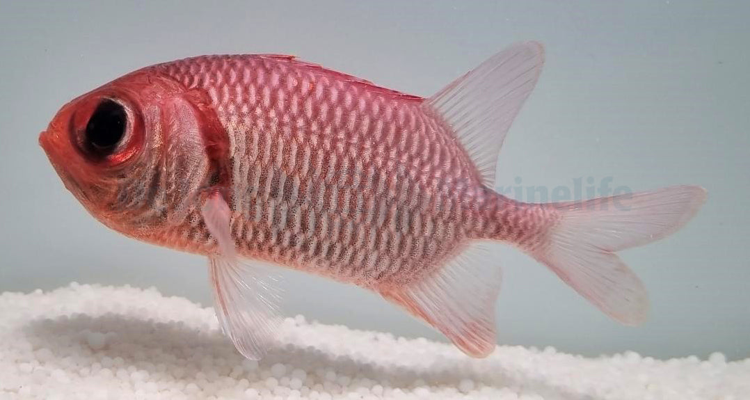 Myripristis hexagona