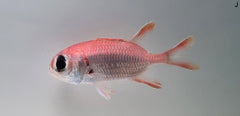 Myripristis kuntee