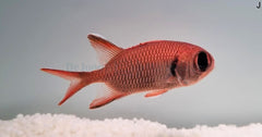 Myripristis murdjan