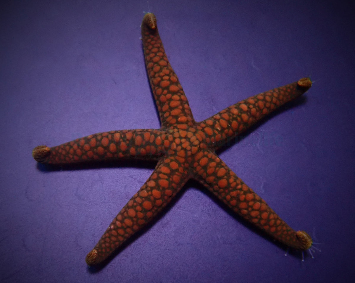 Nardoa spp.