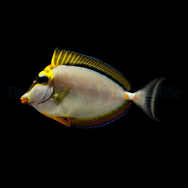 Naso elegans