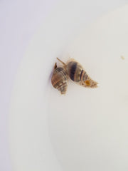 Nassarius grephiterus