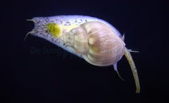 Nassarius grephiterus