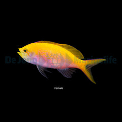 Nemanthias bartlettorum