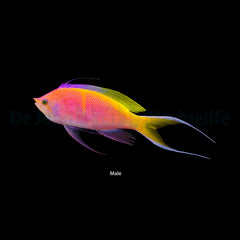 Nemanthias bartlettorum