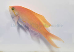 Nemanthias carberryi