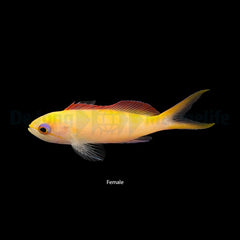 Nemanthias dispar