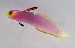 Nemateleotris helfrichi