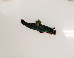 Nembrotha kubaryana