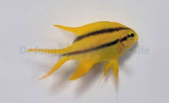 Neoglyphidodon nigroris