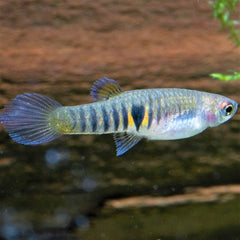 Neoheterandria elegans L