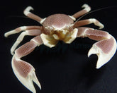 Neopetrolisthes maculatus