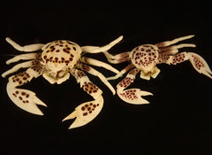 Neopetrolisthes ohshimai (Pair)