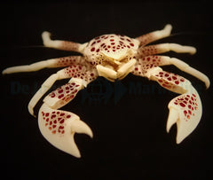 Neopetrolisthes ohshimai