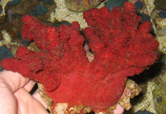 Nephthyiogorgia spp.