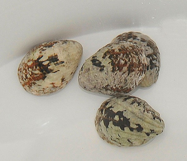 Nerita albicilla