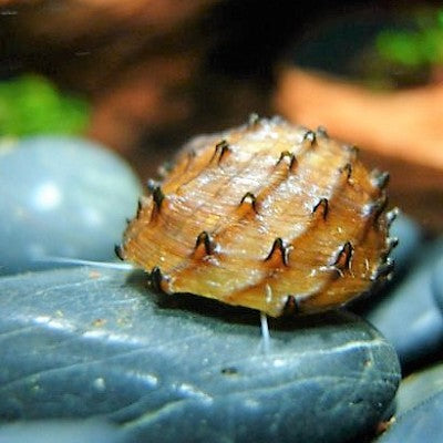 Neritina juttingae