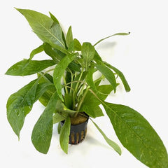 Nomaphila stricta in pot