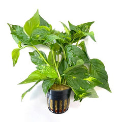 Nomaphila variegata in pot