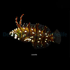 Novaculichthys taeniourus