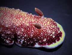 Nudibranch assorted